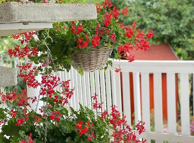 Ildikó Lak Vonyarcvashegy